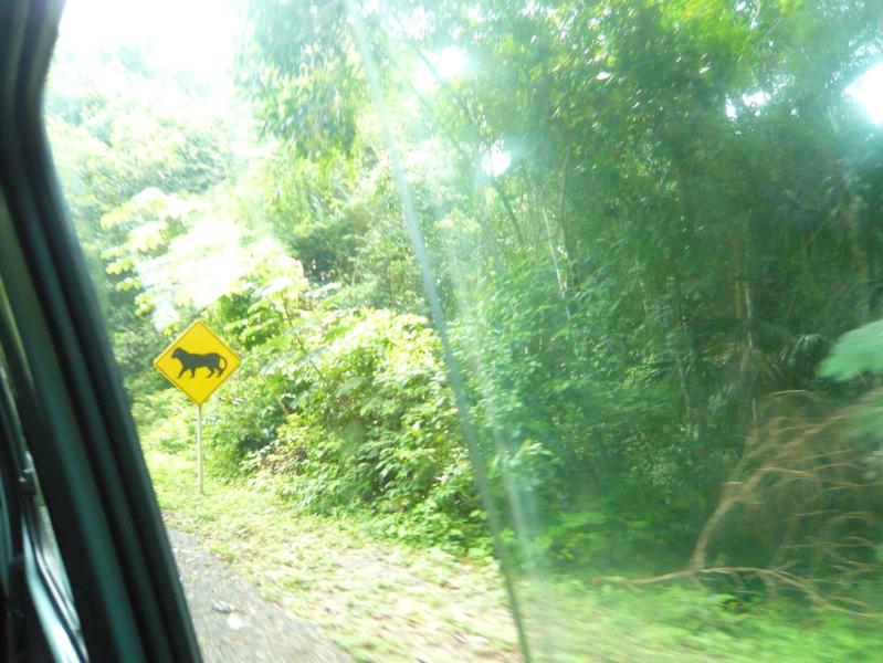 P1000792.JPG - This is a another sign from the Tikal road. We think this is a bull. There were many others I missed since the van was moving along too fast to catch them..