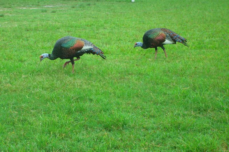 CIMG5121.JPG - These are wild turkeys grazing in the grass near the restaurant where we ate.