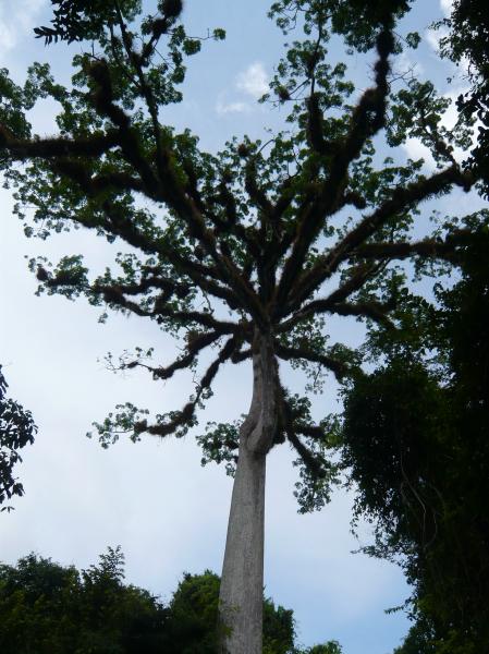 P1000796.JPG - A beautiful tree slong the path toward the temples. We saw spider monkeys and huge dark birds in the trees above. I photographed them but the showed up as dark, indecipherable shapes in the complex of leaves and branches.