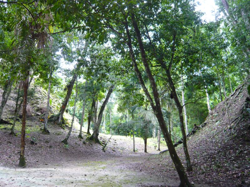 P1000813.JPG - On both sides of this swale are two unrestored Mayan temples.