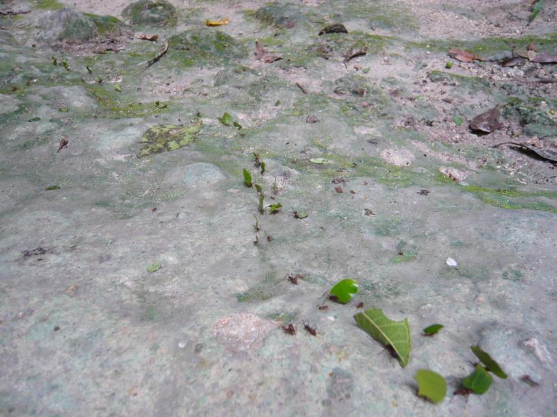P1000814.JPG - An army of jungle ants carrying leaves to their ant city.