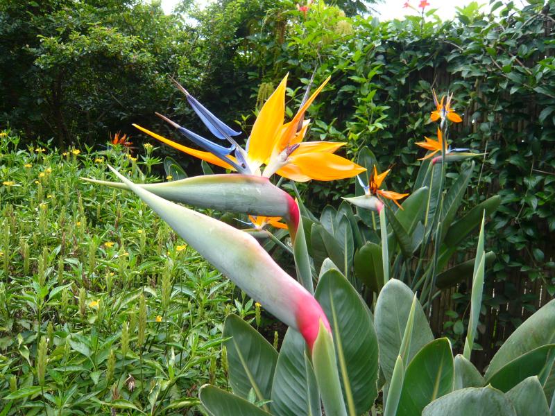 P1030005.JPG - More bird-like flowers