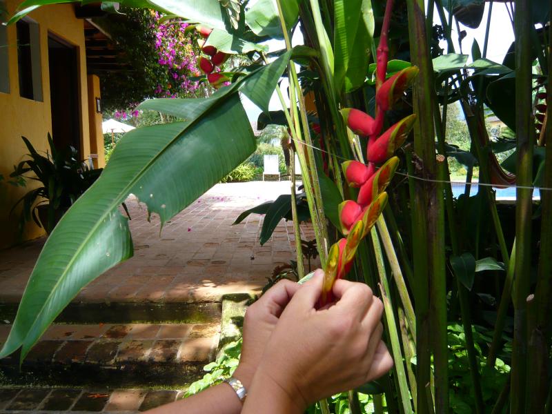 P1000683.JPG - Colleen marvels at the beautiful tropical flowers. The gardens were really beyond description - full of the most impressive and mysterious flowers.