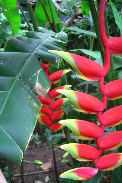 CIMG5074.JPG - Bird-like flowers.